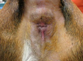 Anal Gland Sacculitis on Bassett Hound After Laser Therapy Treatment