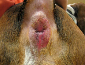 Anal Gland Sacculitis on Bassett Hound Before Laser Therapy Treatment