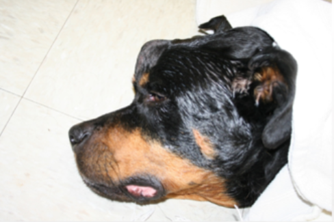 Dog with Aspergillosis Treated by laser therapy