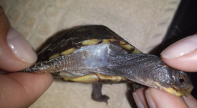 Box Turtle Neck Wound After Laser Therapy Treatment