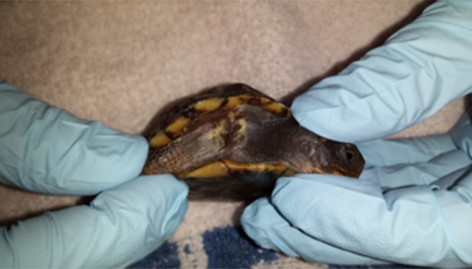 Box Turtle Neck Wound Before Laser Therapy Treatment