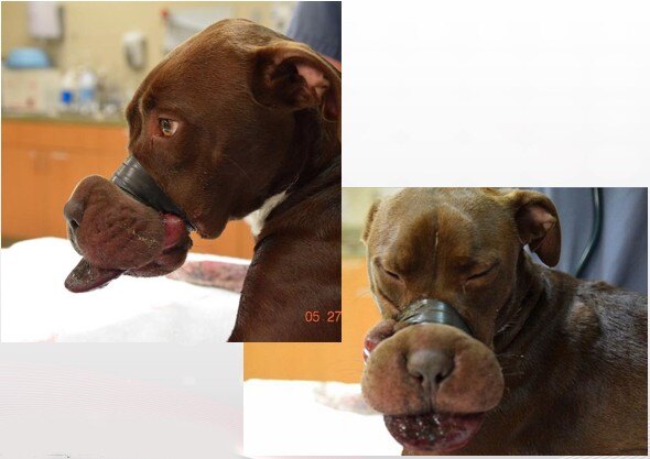 Photo of a bandaged dog with an ischemic wound before being treated by Companion laser therapy.