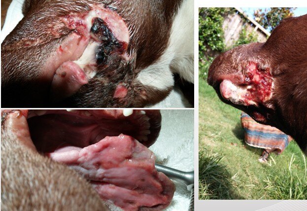 Progress photos of a dog with an ischemic wound being treated by Companion laser therapy.