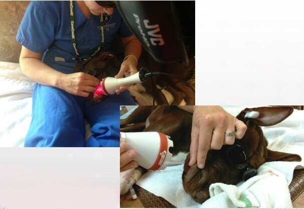 Photo of a dog with an ischemic wound being treated by Companion laser therapy.