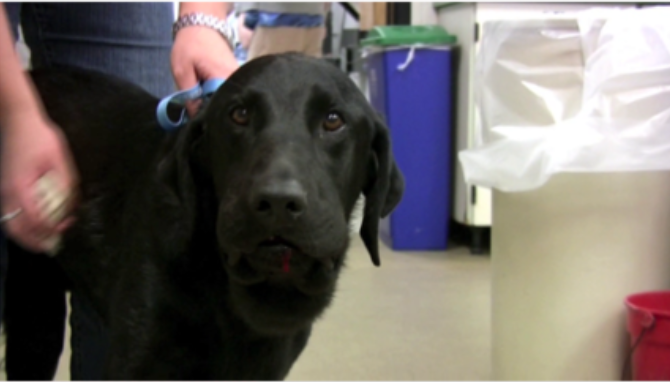 Canine with Rattlesnake Envenomation After Being Treated by Companion Laser Therapy