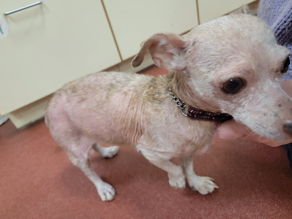 Chihuahua with Demodicosis after three laser therapy treatments