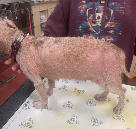 Chihuahua with Demodicosis after two laser therapy treatments