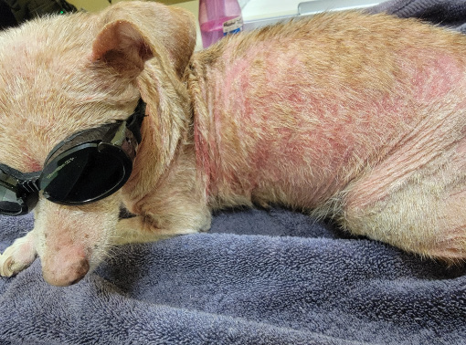 Chihuahua with Demodicosis before laser therapy treatment