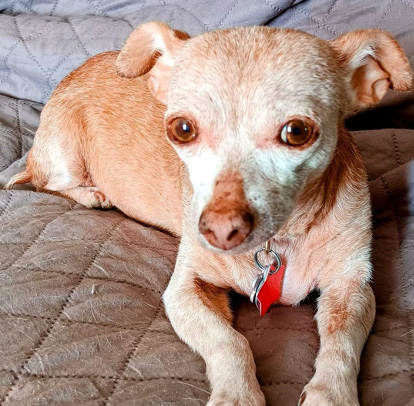 Chihuahua with Demodicosis four months after laser therapy treatment