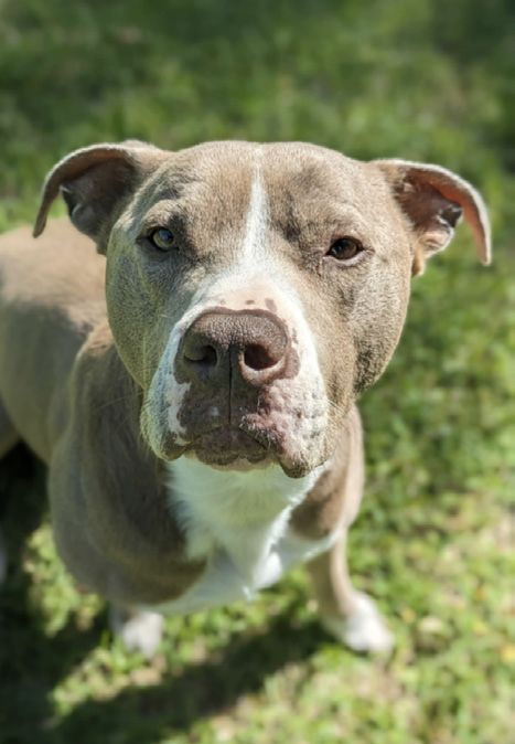 Chronic renal disease on 5-year-old American Staffordshire Terrier Bobo After Laser Therapy treatment