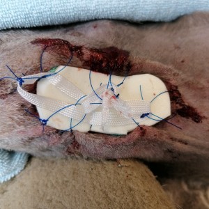 Ruptured Abscess in Whippet Laser Therapy First Treatment