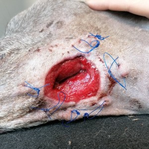 Ruptured Abscess in Whippet Laser Therapy Fourth Treatment