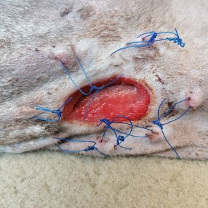 Ruptured Abscess in Whippet Laser Therapy Fifth Treatment