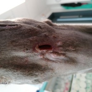 Ruptured Abscess in Whippet Laser Therapy Eighth Treatment