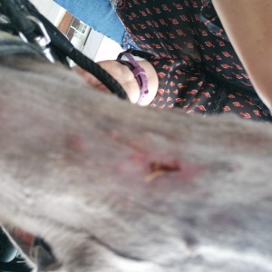 Ruptured Abscess in Whippet After Laser Therapy Treatment