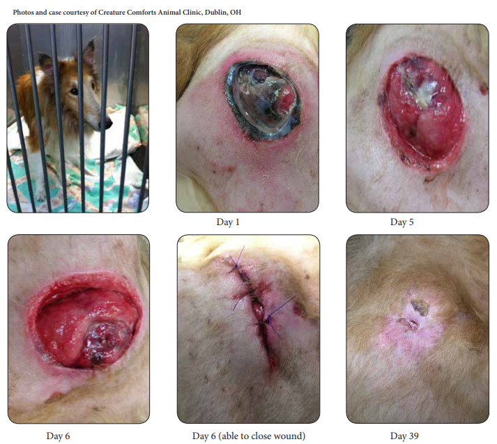 Decubital Ulcer in a Rough Collie Treated with Laser Therapy Progression