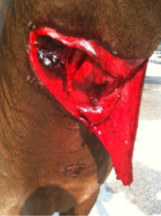 Deep Neck Wound Equine before Pegasus Laser Therapy Treatment