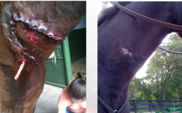 Deep Neck Wound in Equine 4 weeks post-injury after Pegasus Laser Therapy Treatment