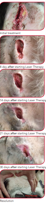 Deep Puncture Wound on Border Collie Treated with Laser Therapy