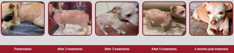 Progression photos of a Chihuahua with demodicosis being treated with Companion laser therapy from presentation to four months post-treatment