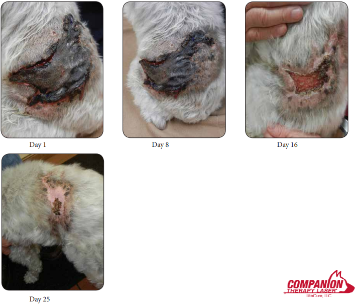 Dog Attack Wound on Mixed Breed Canine Treated with Laser Therapy