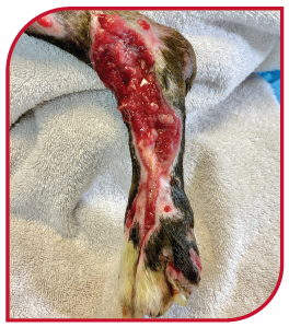 Dog with degloving necrotic wound one week into being treated by Companion laser therapy