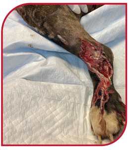 Dog with degloving necrotic wound two weeks into being treated by Companion laser therapy