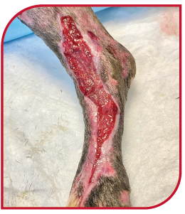 Dog with degloving necrotic wound four weeks into being treated by Companion laser therapy