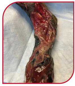 Dog with degloving necrotic wound prior to being treated by Companion laser therapy