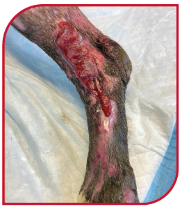 Dog with degloving necrotic wound five weeks into being treated by Companion laser therapy