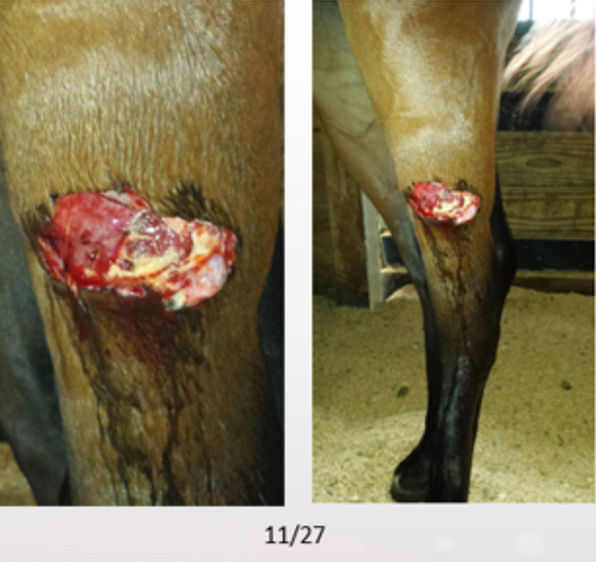 Equine with hock wound before beginning laser therapy treatment