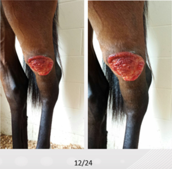 Equine with hock wound three weeks into laser therapy treatment