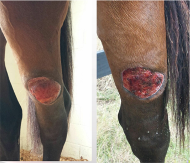 Equine with hock wound 5 weeks into laser therapy treatment