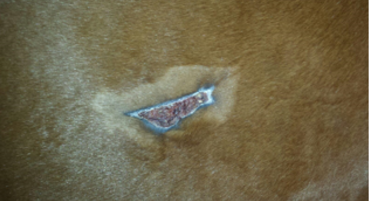 Equine Ribcage Wound 22 Days into Pegasus Laser Therapy Treatment