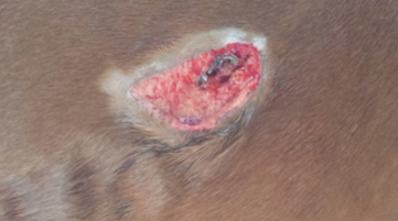 Equine Ribcage Wound 7 Days into Pegasus Laser Therapy Treatment