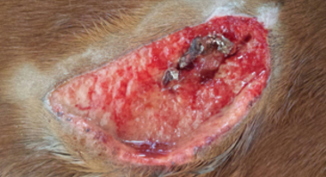 Equine Ribcage Wound Before Pegasus Laser Therapy Treatment