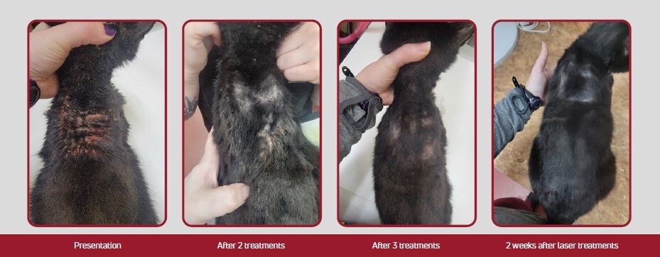 Dermatitis on two year old cat before and after being treated with laser therapy