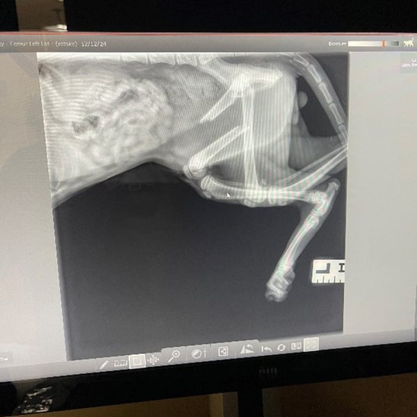 Image of a Feline Post-Op Amputation Radiograph
