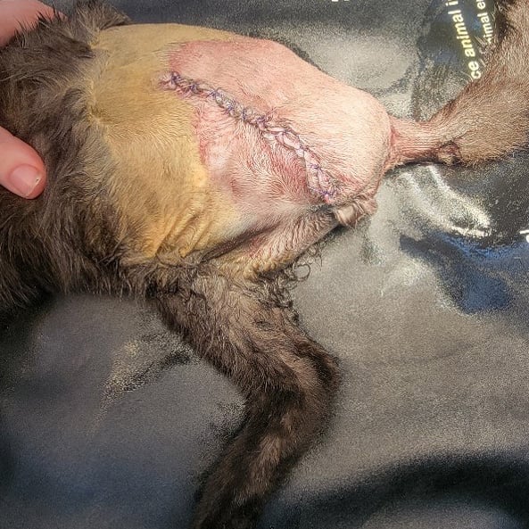 Feline leg amputation post-surgery