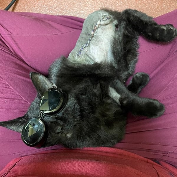 A cat in laser safety goggles with an amputated leg showing progress from three laser treatments