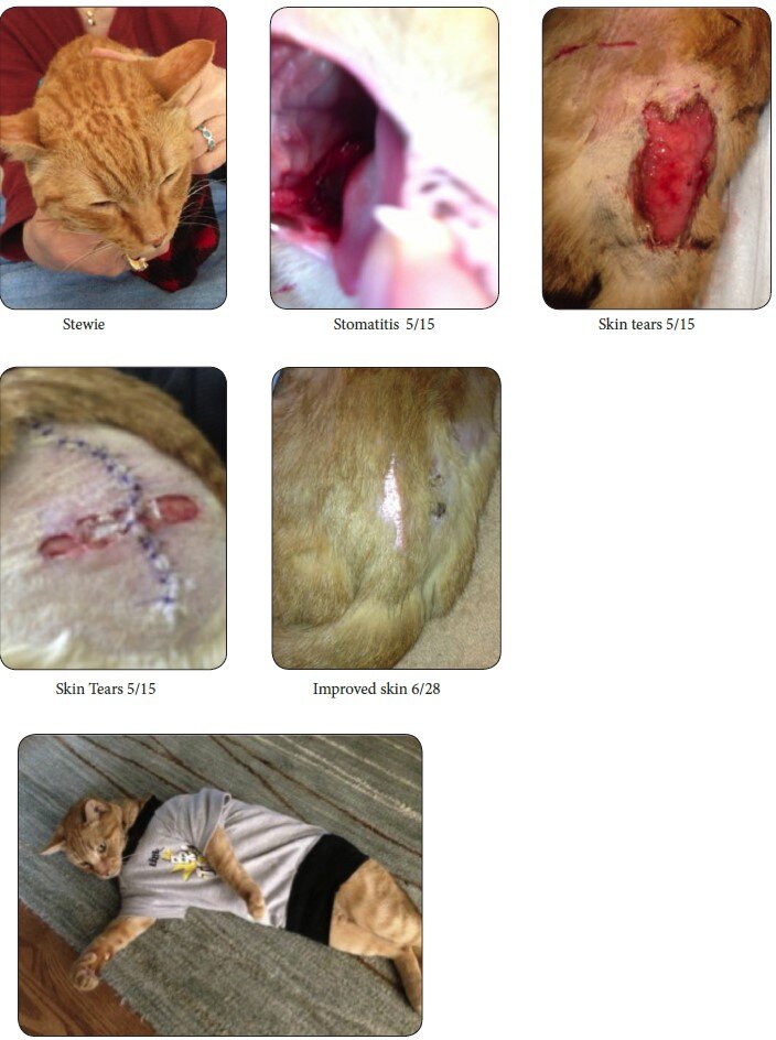 Feline with Wounds and Stomatitis treatment progression before and after laser therapy