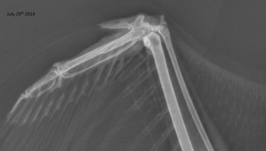 Hawk with metacarpal fracture before starting laser therapy treatment