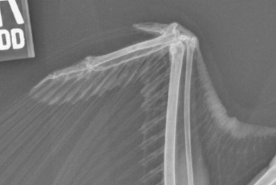 Hawk with metacarpal fracture three weeks after starting laser therapy treatment