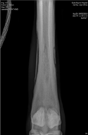 Laceration Rehabilitation & Sequestrum Reabsorption on Equine 40 Days Post-Injury