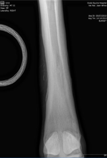 Laceration Rehabilitation & Sequestrum Reabsorption on Equine 56 Days Post-Injury