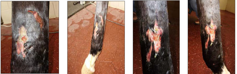 Laceration Rehabilitation & Sequestrum Reabsorption on Equine Presentation