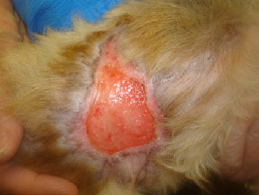 Large Traumatic Wound on Pomeranian Laser Therapy Treatment Day 38