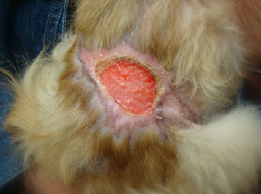 Large Traumatic Wound on Pomeranian Laser Therapy Treatment Day 43