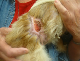 Large Traumatic Wound on Pomeranian Laser Therapy Treatment Day 56