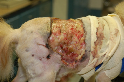 Large Traumatic Wound on Pomeranian Treated with Laser Therapy Presentation Top View